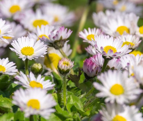 Daisy Mount Atlas Spring Carpet Seeds- Anacyclus Depressus