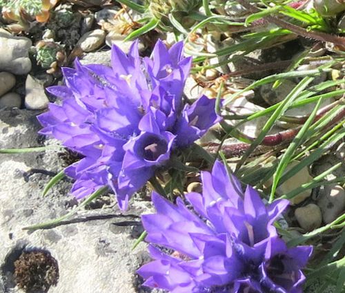 Grassy Bells Blue Seeds - Edraianthus Tenuifolius