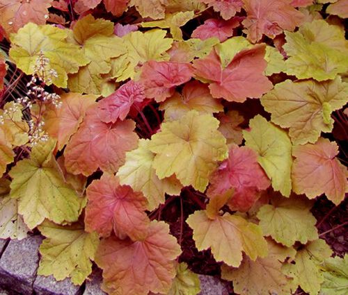 Heuchera Coral Bells Mix Seeds - Heuchera H.americana x villosa x H.micrantha