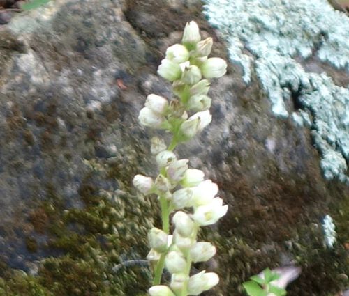 Heuchera Coral Bells Roundleaf Alumroot Seeds - Heuchera Cylindrica