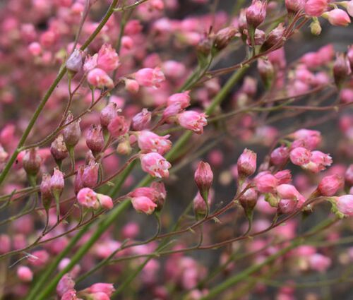 Heuchera Coral Bells Sandia Mountain Alumroot Seeds - Heuchera Pulchella