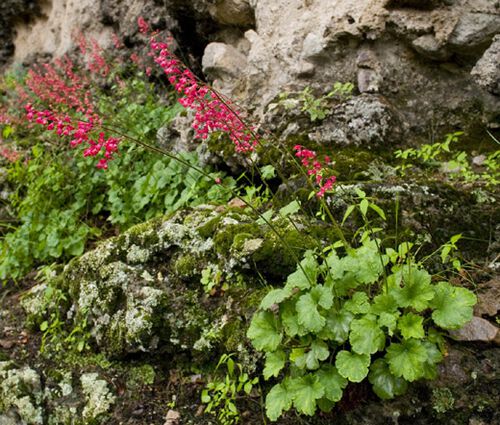 Heuchera Coral Bells Bressingham Hybrids Seeds - Heuchera Sanguinea 2