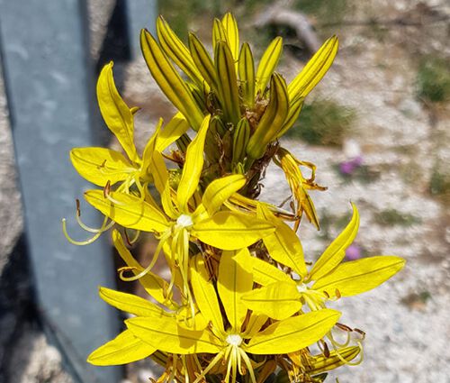 King's Spear Seeds - Asphodeline Lutea 2