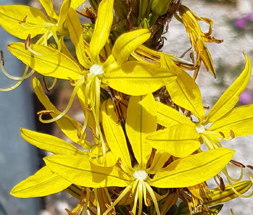 King's Spear Seeds - Asphodeline Lutea