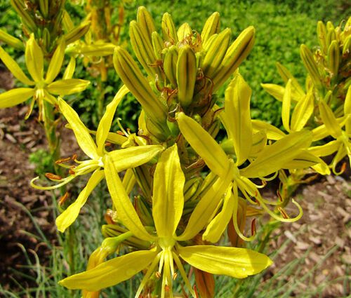 King's Spear Seeds - Asphodeline Lutea 3