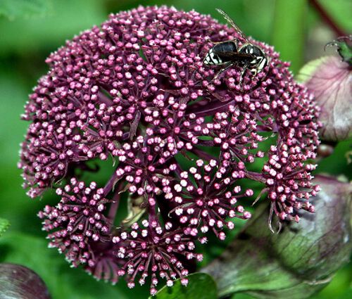 Angelica Korean Seeds - Angelica Gigas