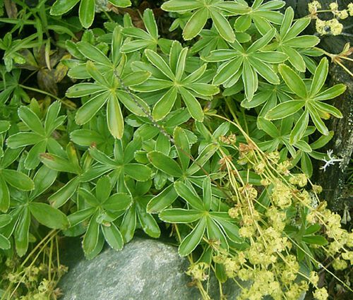 Lady's Mantle Alpine Seeds - Alchemilla Alpina