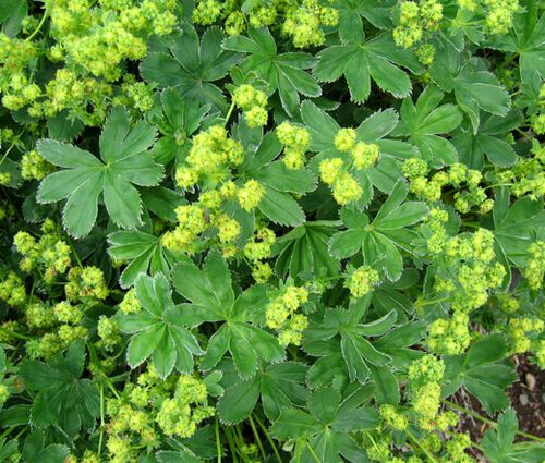 Lady's Mantle Silky Gold Strike Seeds - Alchemilla Sericata