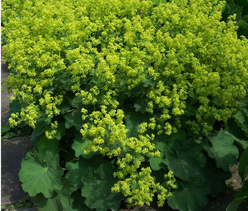 Lady's Mantle Select Robustica Seeds - Alchemilla Mollis