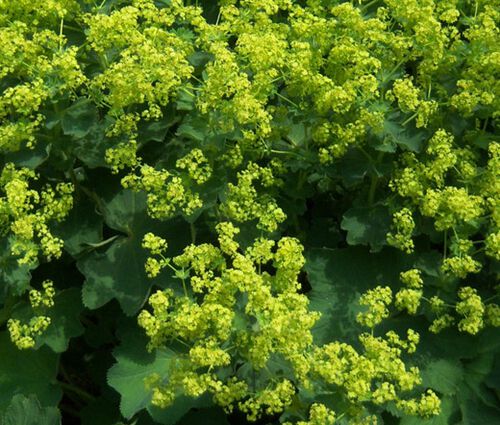 Lady's Mantle Select Robustica Seeds - Alchemilla Mollis 2