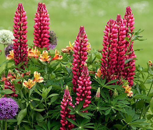 Lupine Russell Red Seeds - Lupinus Polyphyllus Russell