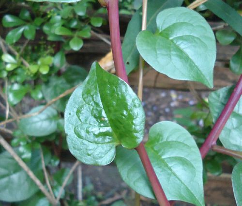 Malabar Spinach Red Stem Seeds - Basella Rubra 3