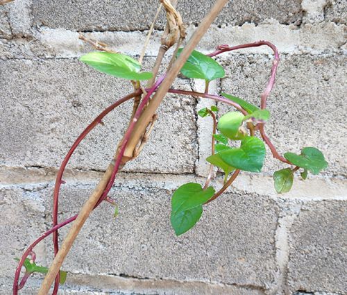 Malabar Spinach Red Stem Seeds - Basella Rubra 2