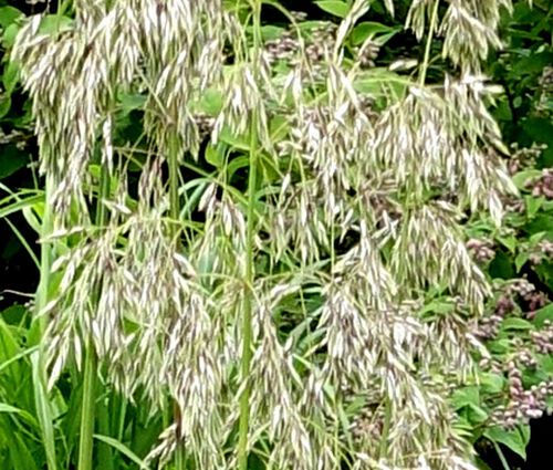 Mauritania Vine Reed Rope Grass Seeds - Ampelodesmos Mauritanicus