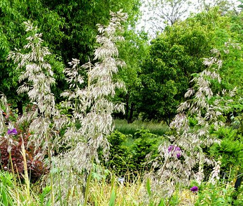 Mauritania Vine Reed Rope Grass Seeds - Ampelodesmos Mauritanicus 2
