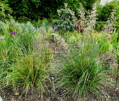 Mauritania Vine Reed Rope Grass Seeds - Ampelodesmos Mauritanicus 3
