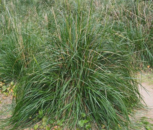 Mauritania Vine Reed Rope Grass Seeds - Ampelodesmos Mauritanicus 4