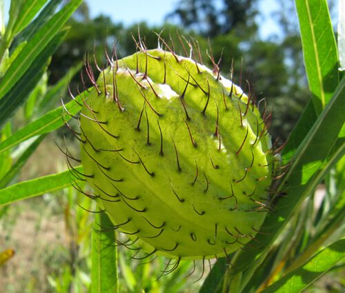 Balloon Plant Seeds - Gomphocarpus Physocarpus