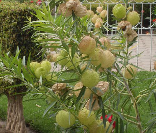 Balloon Plant Seeds - Gomphocarpus Physocarpus 2