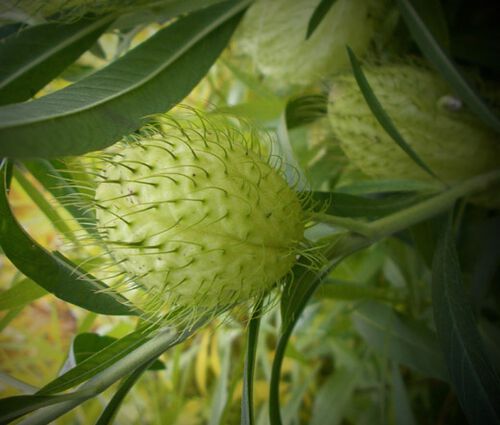 Balloon Plant Seeds - Gomphocarpus Physocarpus 4