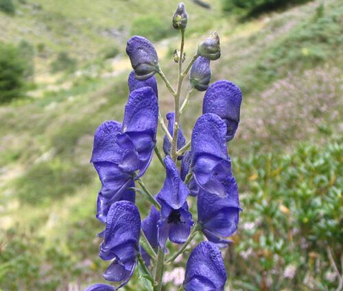 Monkshood Blue Seeds -Aconitum Napellus