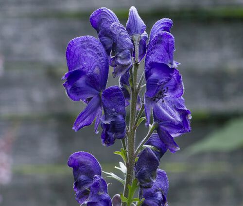 Monkshood Blue Seeds -Aconitum Napellus