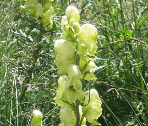Monkshood Yellow Seeds - Aconitum Anthora