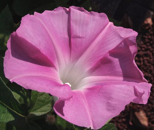 Morning Glory Japanese Morning Call Pink Seeds - Ipomoea Nil