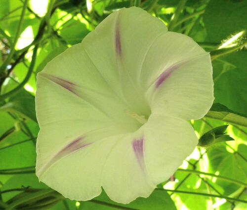 Morning Glory Shiva Seeds - Ipomoea Purpurea
