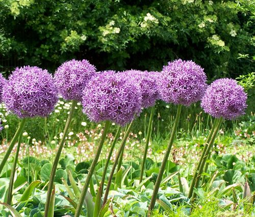 Onion Ornamental Seeds - Allium Aflatunense 2