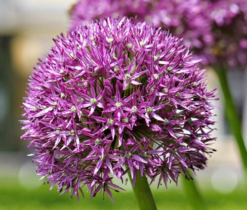 Onion Ornamental Seeds - Allium Aflatunense