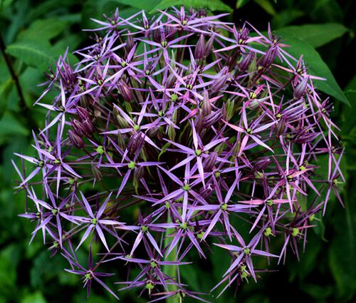 Onion Ornamental Star of Persia Seeds - Allium Christophii