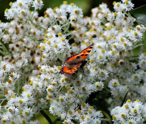 Pearly Everlasting Summer Snow Seeds - Anaphalis Triplinervis