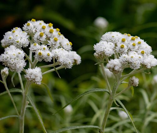 Pearly Everlasting Summer Snow Seeds - Anaphalis Triplinervis  2