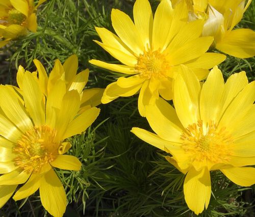 Pheasant's Eye Seeds - Adonis Vernalis