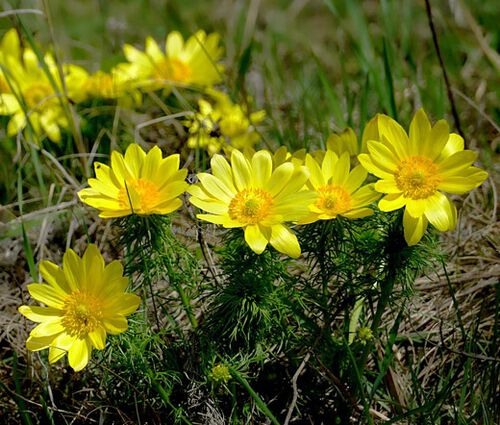 Pheasant's Eye Seeds - Adonis Vernalis 2