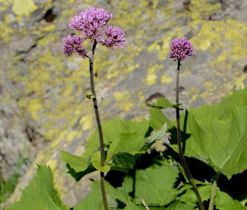 Plantain Alpine Seeds - Adenostyles Alpina