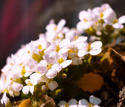 Rock Jasmine Alpine Seeds- Androsace Alpina