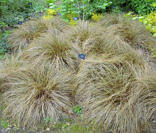 Sedge New Zealand Hair Frosted Curls Seeds - Carex Comans
