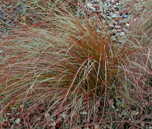 Sedge New Zealand Orange Prairie Fire Seeds - Carex Testacea