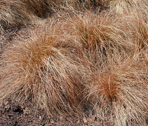Sedge Weeping Brown Seeds - Carex Flagellifera