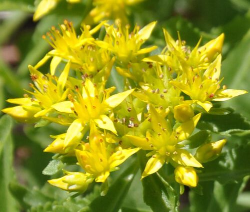 Sedum Goldilocks Stonecrop Seeds - Sedum Selskianumis
