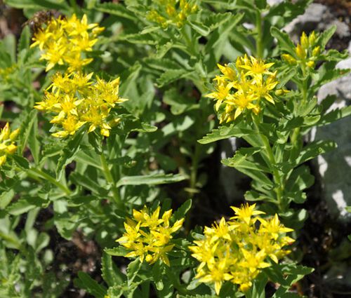 Sedum Goldilocks Stonecrop Seeds - Sedum Selskianumis 2