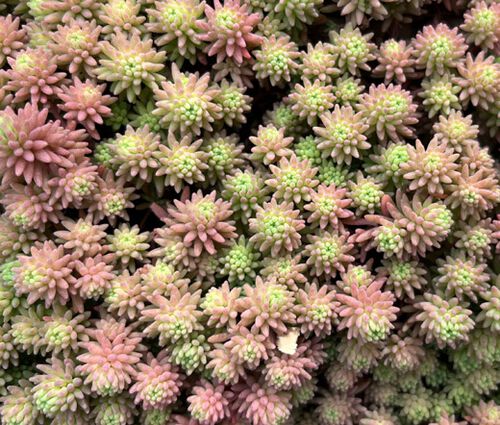 Sedum Lizard Stonecrop Seeds - Sedum Rubens