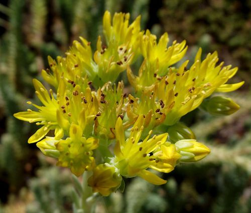 Sedum Mountain Stonecrop Seeds - Sedum Montanum