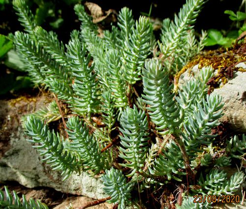 Sedum Mountain Stonecrop Seeds - Sedum Montanum 2