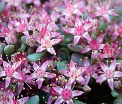 Sedum Obtusifolium Listoniae Stonecrop Seeds - Phedimus Obtusifolius
