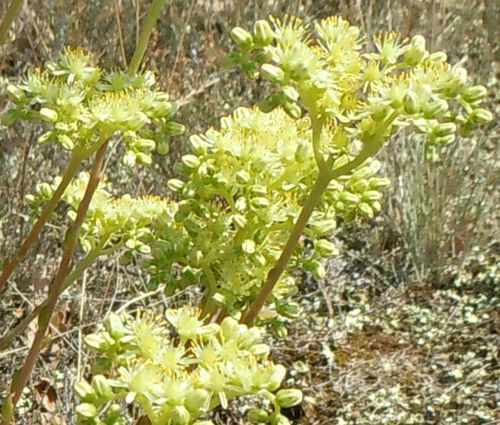Sedum Pale Stonecrop Seeds - Sedum Sediforme
