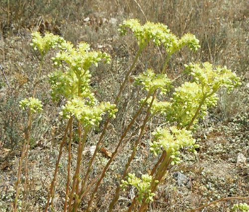 Sedum Pale Stonecrop Seeds - Sedum Sediforme 2