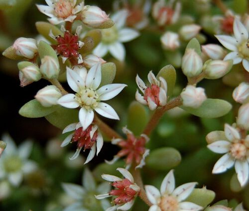 Sedum Spanish Stonecrop Seeds - Sedum Hispanicum